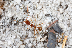 Aphaenogaster longiceps