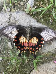 Papilio polytes timorensis
