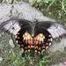 Papilio javanus timorensis - Photo (c) Rui Da Silva Pinto, algunos derechos reservados (CC BY-NC), subido por Rui Da Silva Pinto