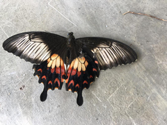 Papilio polytes timorensis