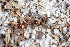 Aphaenogaster longiceps