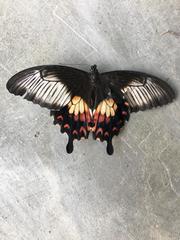 Papilio polytes timorensis