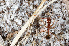 Aphaenogaster longiceps