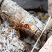 Funnel Ant - Photo (c) Lek Khauv, some rights reserved (CC BY), uploaded by Lek Khauv
