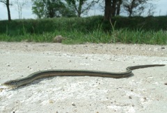 Ophisaurus attenuatus