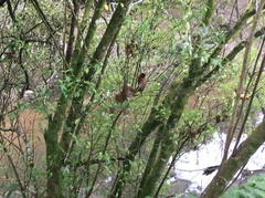 Geniostoma ligustrifolium ligustrifolium