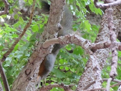 Callosciurus phayrei