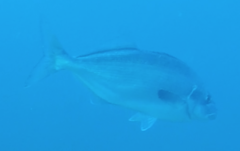 Latridopsis ciliaris