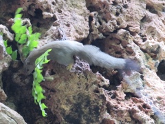 Callosciurus phayrei