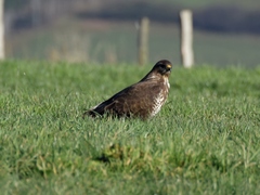 Buteo buteo