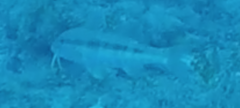 Upeneichthys