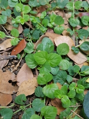 Torenia polygonoides