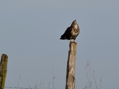 Buteo buteo