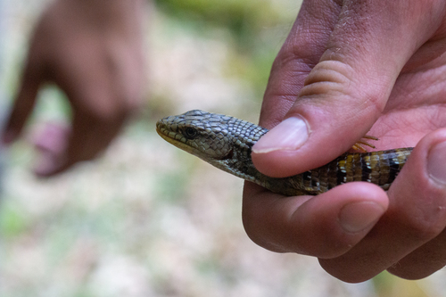 iNaturalist observation photo of Western Alligator Lizards