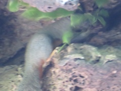 Callosciurus phayrei