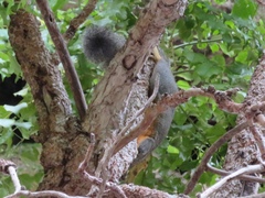 Callosciurus phayrei