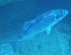 Latridopsis ciliaris