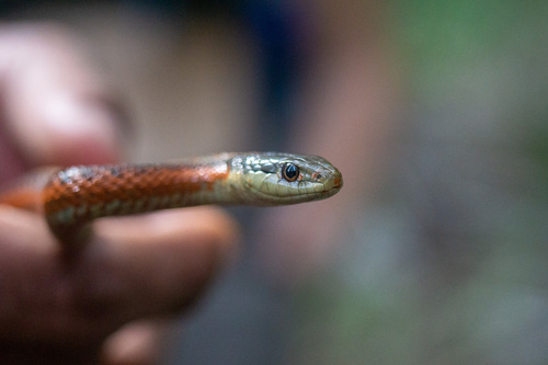 iNaturalist observation photo of Coast Garter Snake