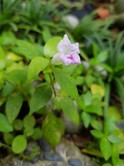 Ruellia repens