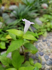 Ruellia repens