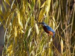 Alcedo atthis