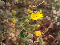 Andryala laxiflora image