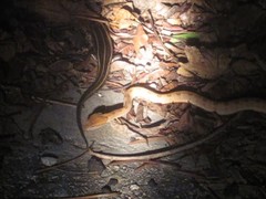 Plestiodon kishinouyei