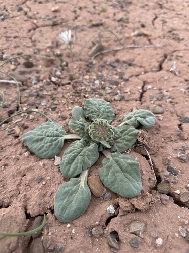 Image of Encelia nutans by (c) Matt Berger, some rights reserved (CC BY)