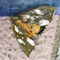 Eudocima hypermnestra