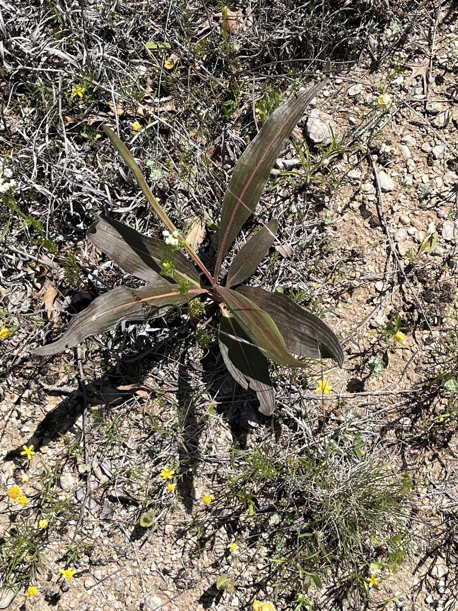 Eriogonum longifolium Nutt.