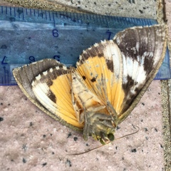 Eudocima hypermnestra