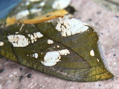 Eudocima hypermnestra