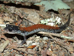 Plethodon yonahlossee