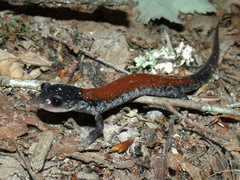 Plethodon yonahlossee