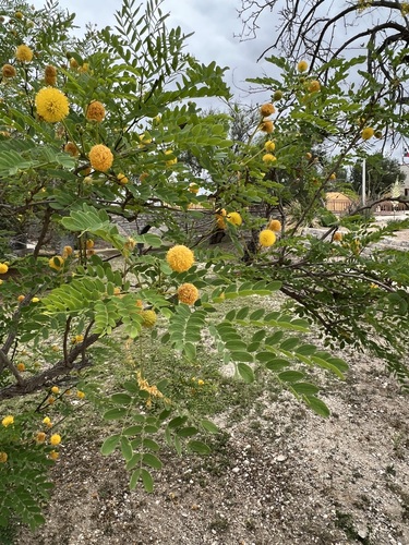 Littleleaf leadtree (Leucaena retusa)