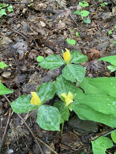 Trillium luteum