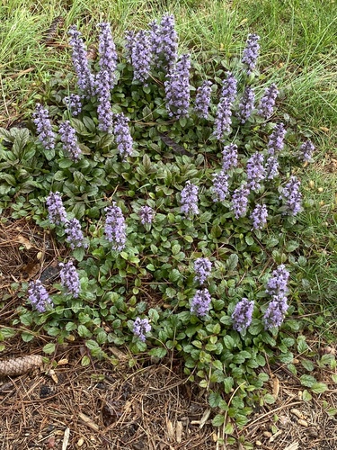 Ajuga reptans