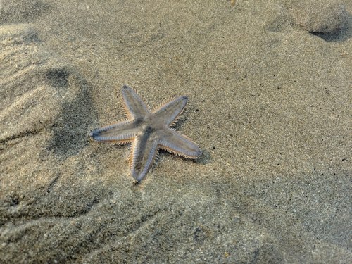 Astropecten indicus