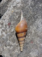 Tibia insulaechorab