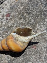 Tibia insulaechorab