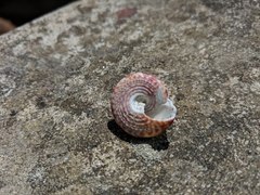 Trochus radiatus