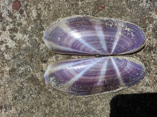 Siliqua radiata