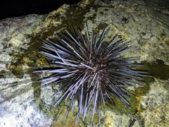 Stomopneustes variolaris