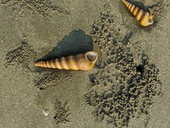 Turritella duplicata