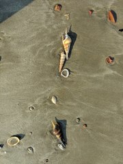 Tibia insulaechorab