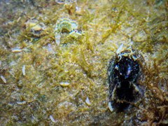 Smaragdinella sieboldi