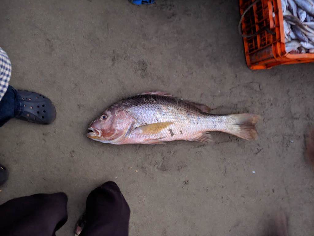 John's snapper