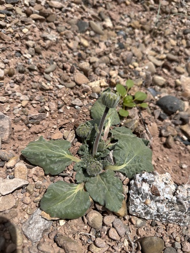 Image of Encelia nutans by (c) Matt Berger, some rights reserved (CC BY)