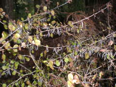 Coprosma spathulata spathulata