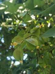 Dioscorea oppositifolia